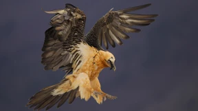 „Es ist das größte Artensterben seit der Dinosaurierzeit“