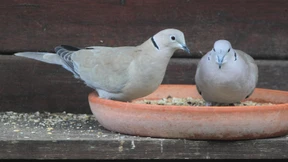 Stadttauben bekommen Verstärkung von der Verwandtschaft