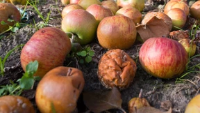 Wir trinken schon seit 10 Millionen Jahren