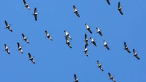 Kraniche überfliegen wieder Hessen