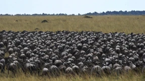 Der rationale Irrsinn des Herdentriebs