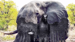 Blinder Auktionismus