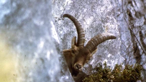 Wenn Widder zocken und Skorpione zaudern