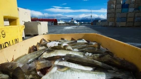 Originelles Völkchen, diese Insulaner