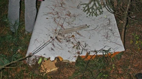 Offenbar Flugzeugteil in Stadtwald gefunden