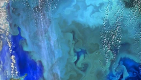 Das Meer blüht nicht nur im Frühling