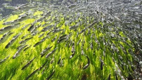 Kanada will Lachse per Helikopter zum Laichen fliegen