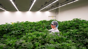Cannabisanbau wird in den Niederlanden probeweise legal