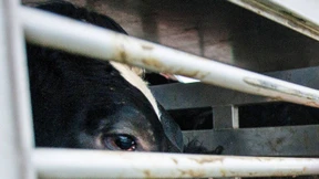 Vollsperrung auf A45 nach Unfall mit Viehtransporter