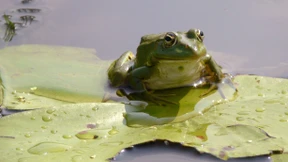 Dutzende quakende Frösche sind unnormale Lärmbelästigung