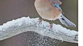 Ein Vogel als Forsthelfer