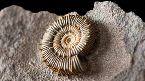 350 Millionen Jahre Seltsamkeit