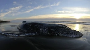 Schieb den Wal zurück ins Meer