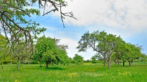 Wohnungen oder alte Obstbäume