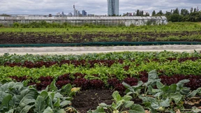 Ein Wächter gegen Obst- und Gemüsediebe