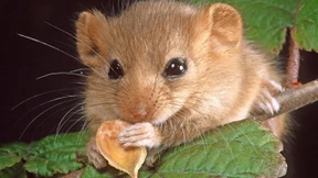 Der seltenen Haselmaus auf der Spur