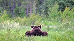 Was ist mit den Bären los?