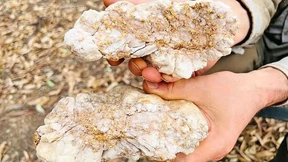 Riesiges Goldnugget entdeckt