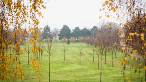 Letzte Ruhe unter den Linden