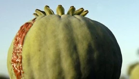 Opiumproduktion wieder angestiegen