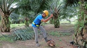 Jetzt kommt Palmöl wegen Zwangsarbeit in die Kritik  