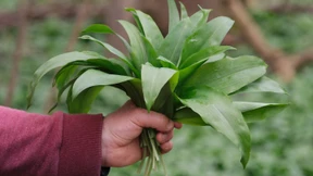 Bärlauch, frisch geklaut