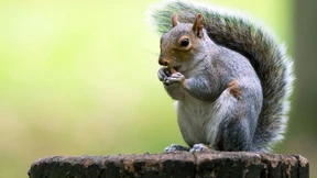 Kampf ums rote Eichhörnchen