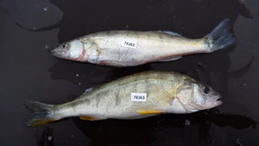 Inventur am Bodensee