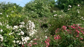 Wie Kaskaden aus Blüten