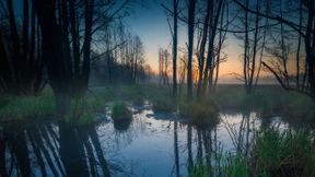 Wie der Vollernter im Walde