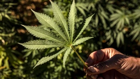 Besitz von 20 Gramm Cannabis soll künftig straffrei sein