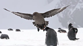 Vogelgrippe jetzt auch in der Antarktis