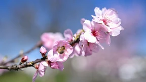 Wann der Frühling anfängt