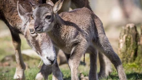 Nachwuchs am laufenden Band