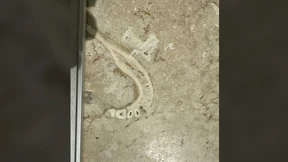 Zahnarzt entdeckt mutmaßlichen Kieferknochen in Fliese