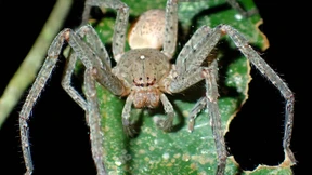 Spinnenart nach Greta Thunberg benannt