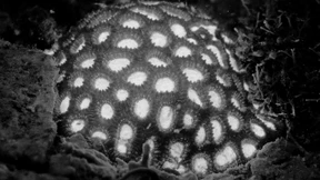 Das Leuchten Darwins