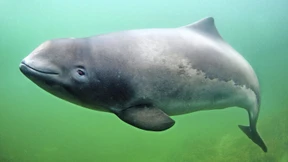 Wie schützt man Schweinswale?