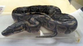 Junger Mann mit Königspython in der Hose