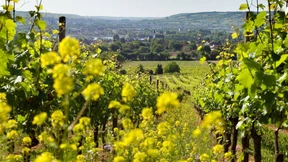 Spülwasser oder Göttertrank