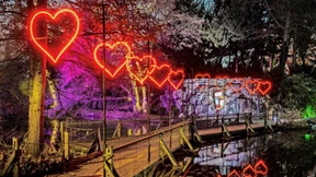 Leuchtende Herzen im Palmengarten