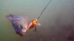 Schreien Fische stumm?  