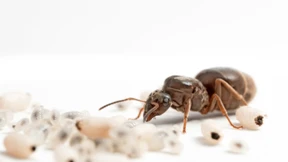 Ameisenköniginnen können mehr als Eier legen