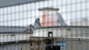 Wie Wiesbaden die „Ratten der Lüfte“ tierschutzgerecht bekämpfen will