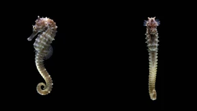 Bei den Rössern des Poseidon