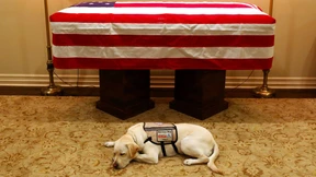 Auch Sully trauert um George H. W. Bush