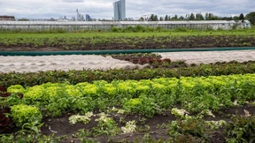 Wächter für Wiesen und Felder
