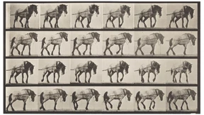 Auf Schritt und Tritt hörten Städter das Wiehern, Schnauben und Bellen