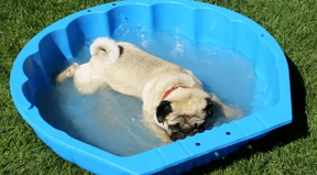 Was im Körper bei Hitze passiert