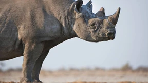 Die Nase darf ihr Horn behalten